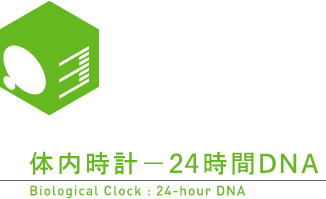 Biological Clock : 24-hour DNA